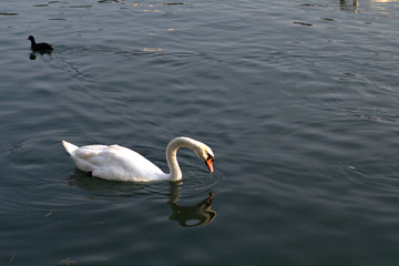swan on the lake,bird,white,river,wildlife,nature,view,animal