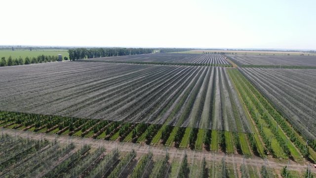 Aerial footage of a massive orchard with anti hail net over it, 4k