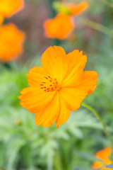 Outdoor spring blooming yellow orange yellow autumn flowers,Cosmos sulphureus Cav.