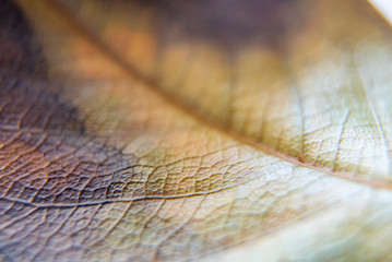 Naklejka premium autumn leaves macro detail, dry leaf detail