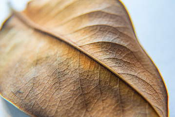 autumn leaves macro detail, dry leaf detail