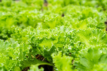 Fresh hydroponic vegetable , close up.