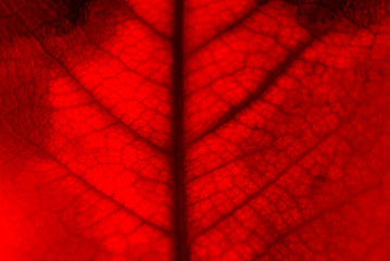 macro autumn leaves under the red light, dry leaf detail
