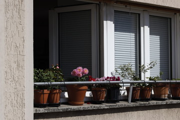 Fototapeta na wymiar fleurs de balcon à Paris