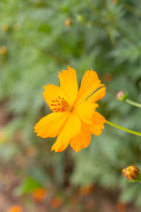 Outdoor spring blooming yellow orange yellow autumn flowers,Cosmos sulphureus Cav.