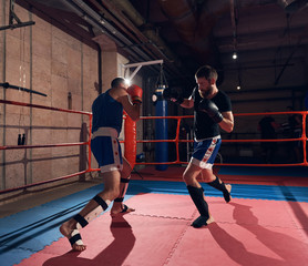 Obraz premium Two strong boxers practicing kickboxing in the ring at the health club