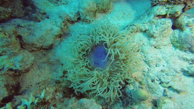 Actinia eats jellyfish. Moon jellyfish - Aurelia aurita and Adhesive sea anemone - Heteractis aurora. Underwater shots 