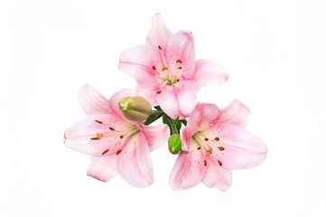 Pink lilies isolated on white background. Beautiful flowers. Romance. Blooming bells lilies. Top view