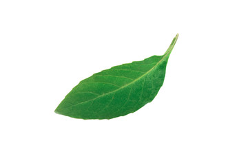 Fototapeta premium green leaf isolated on white background with clipping path