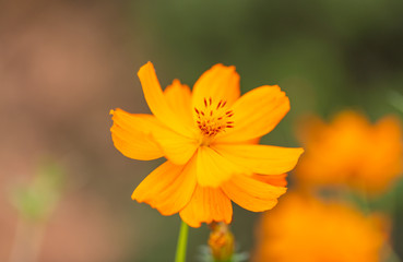 Outdoor spring blooming yellow orange yellow autumn flowers,Cosmos sulphureus Cav.