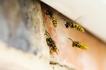 Wasps Causing Problem By Building Nest Under Roof Of House - obrazy, fototapety, plakaty