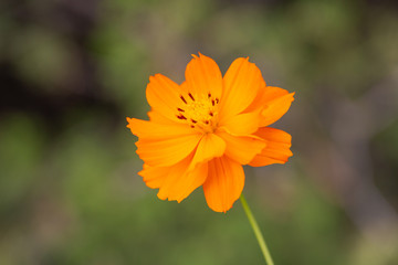 Outdoor spring blooming yellow orange yellow autumn flowers,Cosmos sulphureus Cav.