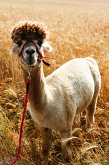 alpaka lama w zbożu © maiecka