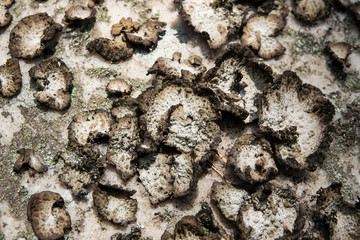 Rock Tripe Lichen Growing on Rock in Winter