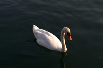 swan on lake,animal,nature,bird,summer,white,water,wildlife, love, feather, beautiful, swim,