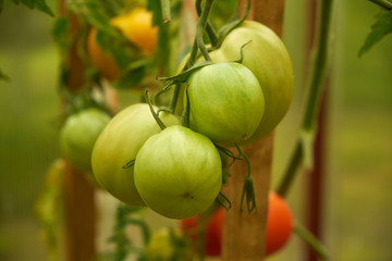 summer nature natural products tomatoes grow on a Bush in the garden