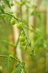 summer nature natural products tomatoes grow on a Bush in the garden
