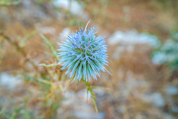 Thistle close-up, medicinal plant milk Thistle