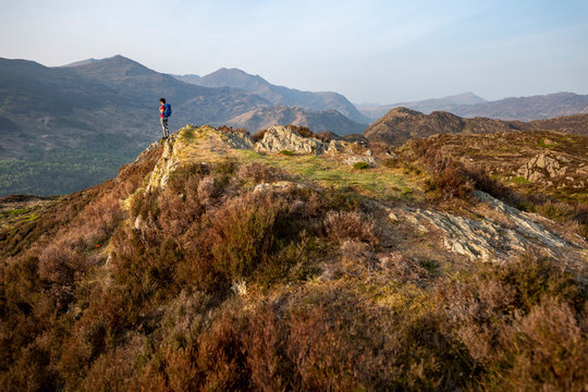 A woman trekking in Snowdonia walks across the top of Mynydd Sygun near Bedgellert with views of Mount Snowdon in the distance, Gwynedd, Wales