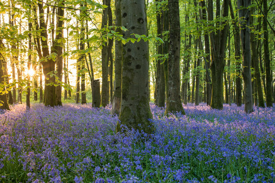 Bluebells cover a woodland floor during Spring in a small forest and catch the last rays of sun, Dorset