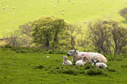 A Swaledale ewe with lambs at Danby, The North Yorkshire Moors, Yorkshire