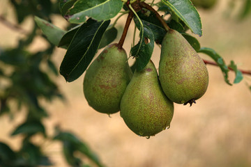 Green wild pears mature on tree branches
