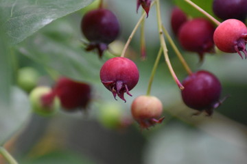 Unreife Beeren einer Felsenbirne (Amelanchier)