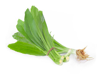 Fresh culantro,Sawtooth Coriander - Eryngium foetidum