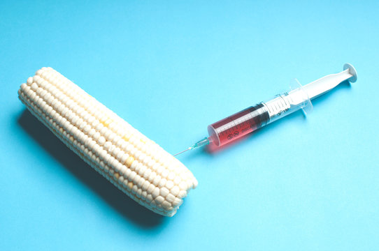 GMO products. GMO products danger. A corn and a syringe.