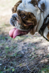 brown and white english bulldog