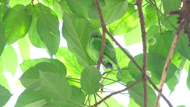 Close-up of a Chloropsis aurifrons resting amidst dense tropical foliage in the wild.