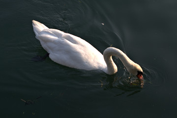 swan on lake,bird,animal,wildlife,summer,white,water,river,nature,elegance