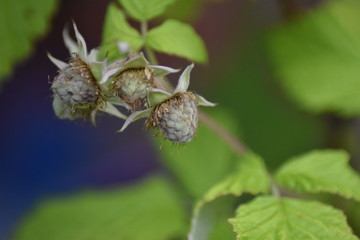 Unreife Himbeeren (Rubus idaeus)