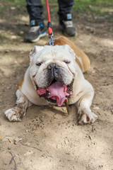 brown and white english bulldog