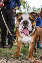 brown and white english bulldog
