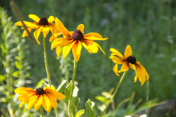 Obraz premium flower