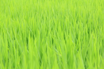 夏の田んぼ