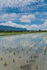 Fototapeta na wymiar Reflection of paddy fields, mirror of the sky, Landscape View Of Beautiful Rice Field