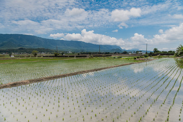 Reflection of paddy fields, mirror of the sky, Landscape View Of Beautiful Rice Field