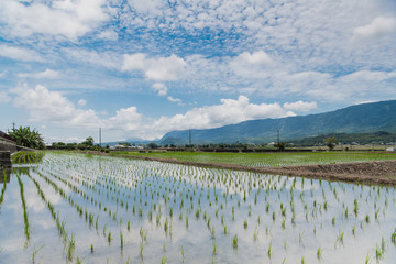Reflection of paddy fields, mirror of the sky, Landscape View Of Beautiful Rice Field
