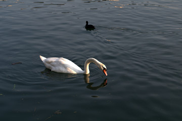 swan on lake,bird,white,nature,white,river,summer,beauty, wildlife, swim, 