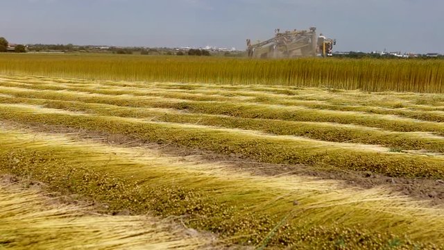 agricultural machine for flax harvesting