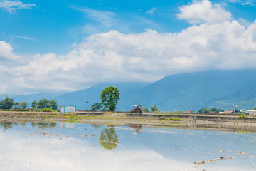Reflection of paddy fields, mirror of the sky, Landscape View Of Beautiful Rice Field