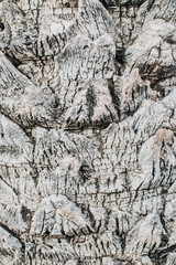 Surface of the bark of palm tree.