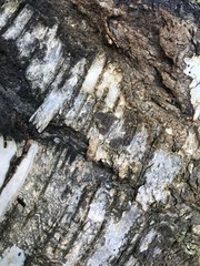 Natural texture background birch bark