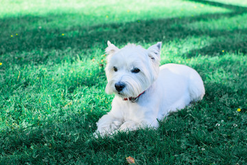 White dog lying on the grass.