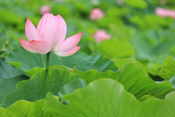 Obraz premium 南伊豆の古代ハス