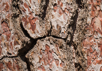 Detail of Pine bark with rough surface and cracks as background