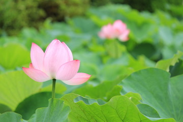 南伊豆の古代ハス