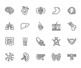Organs, anatomy flat line icons set. Human bones, stomach, brain, heart, bladder, nervous system vector illustrations. Outline pictograms for medical clinic. Pixel perfect 64x64. Editable Strokes - obrazy, fototapety, plakaty